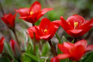 Tulip Plant
