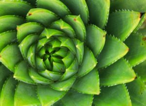 aloe plant