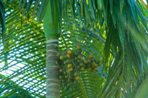 areca palm plant