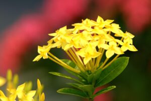 Ashoka tree and Flower