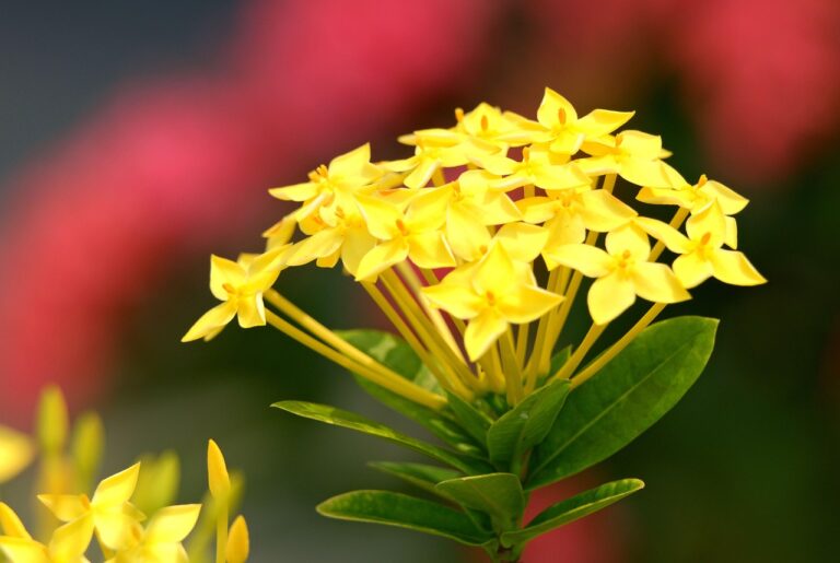 Ashoka tree and Flower