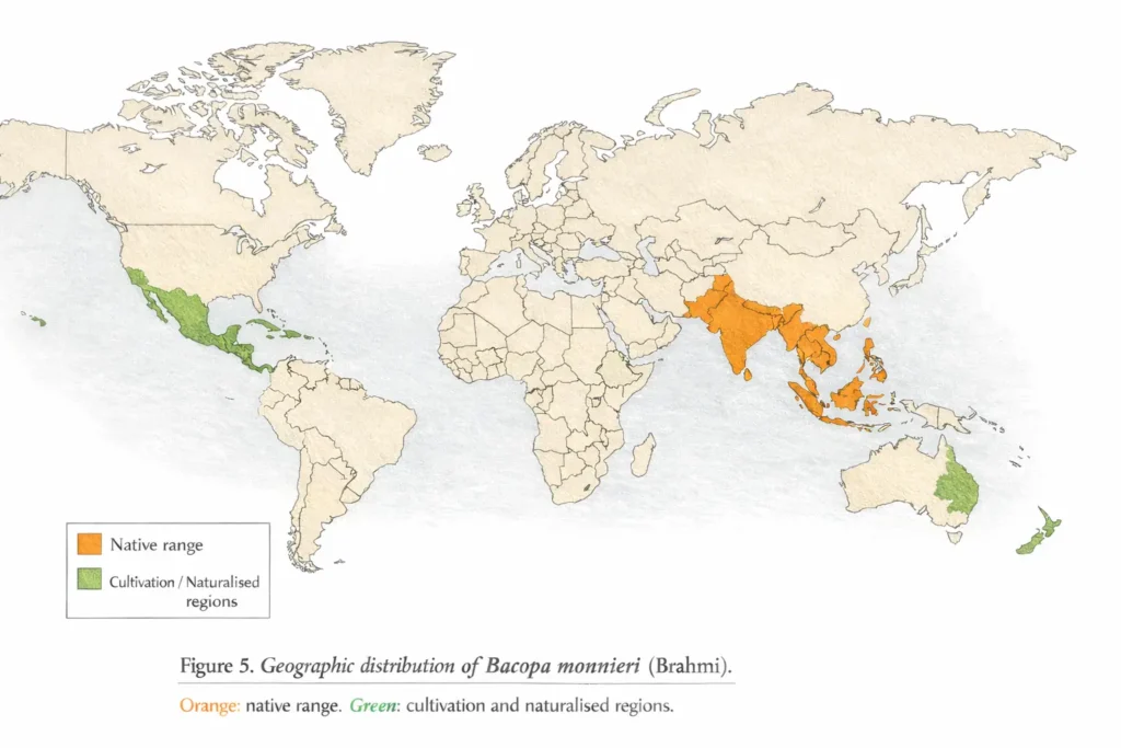 Scientific botanical world map showing the geographic distribution of Bacopa monnieri, with native range in South and Southeast Asia highlighted in orange and cultivation regions in Central America, the Caribbean, Africa, and parts of Australia and the United States highlighted in green.