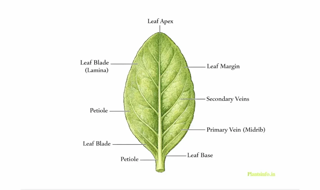 Botanical illustration of Bacopa monnieri leaf showing labeled lamina, petiole, midrib, secondary veins, margin, apex, and base