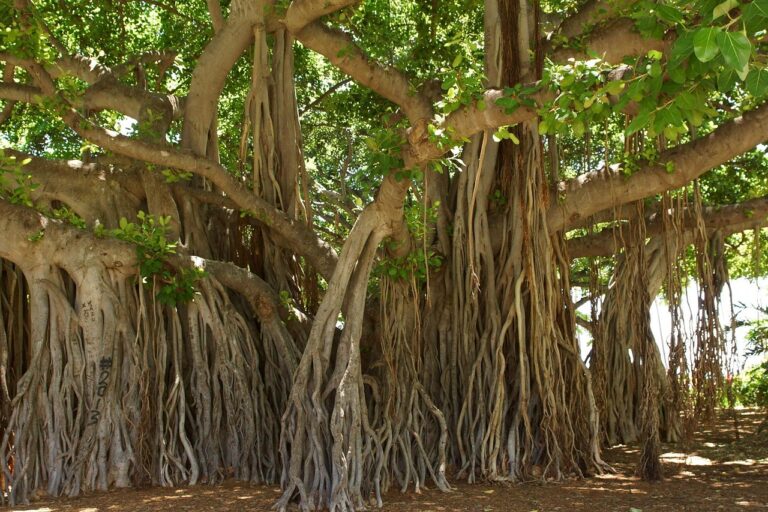 banyan tree