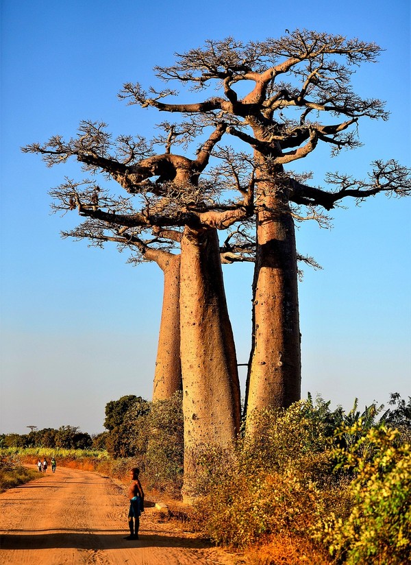 baobab tree