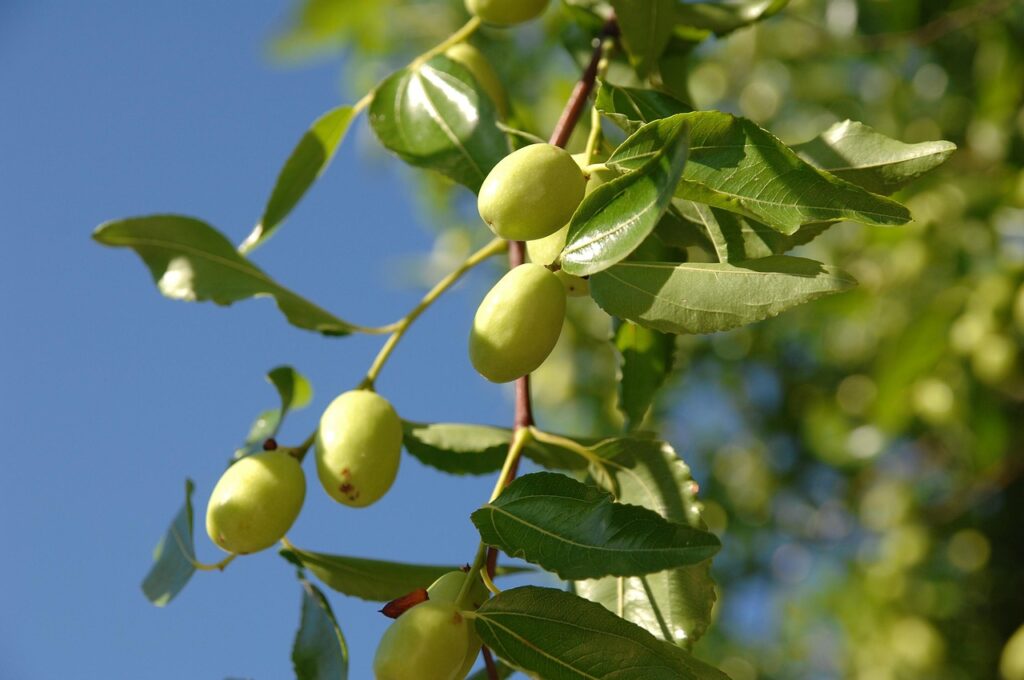 ber tree indian jujube