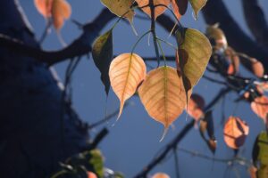 bodhi tree leaves