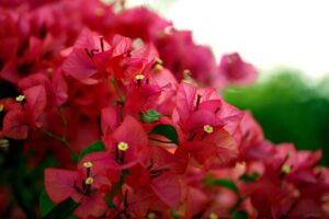 Bougainvillea Plant