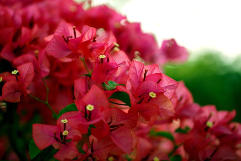 Bougainvillea Plant