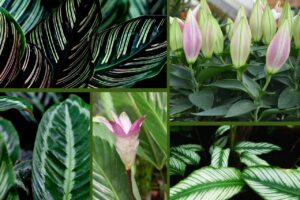calathea plant