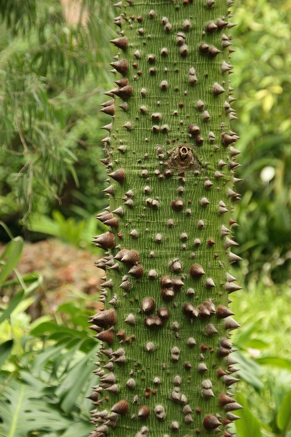 ceiba tree