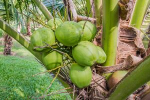 coconut-plant