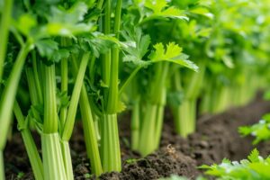 coriander plant - cilantro