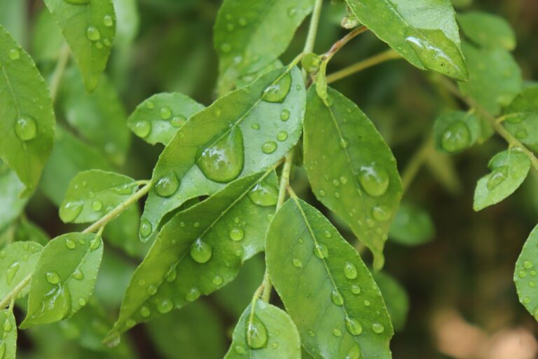 curry leaf plant