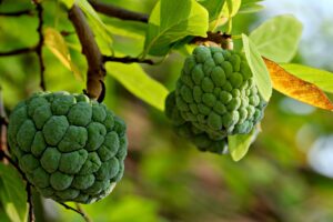 custard apple plant