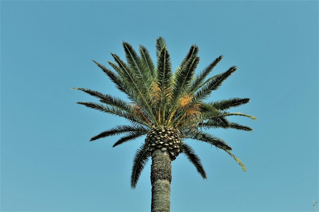 date palm tree