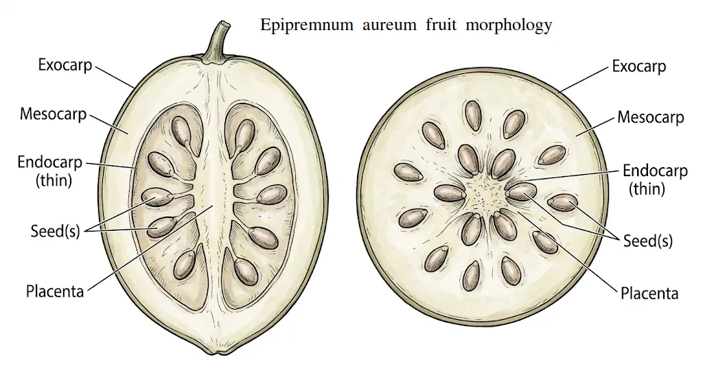 A scientific botanical illustration showing the fruit anatomy of Epipremnum aureum (pothos), featuring a longitudinal and transverse cross-section of a berry with labeled parts: exocarp, mesocarp, endocarp, seeds, and placenta.