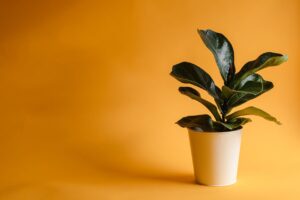 fiddle leaf fig