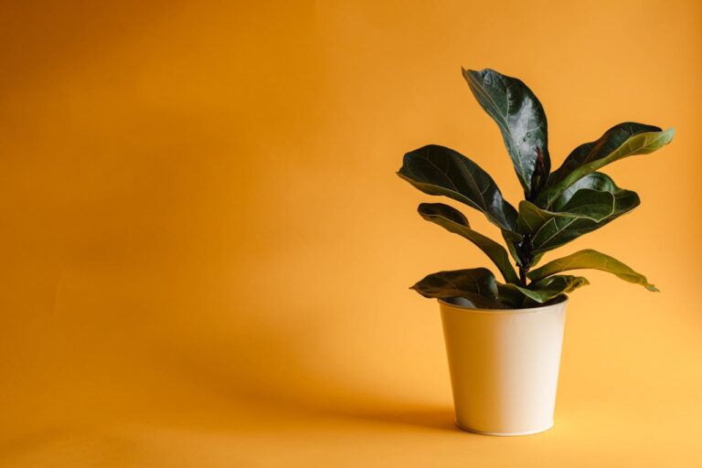 fiddle leaf fig
