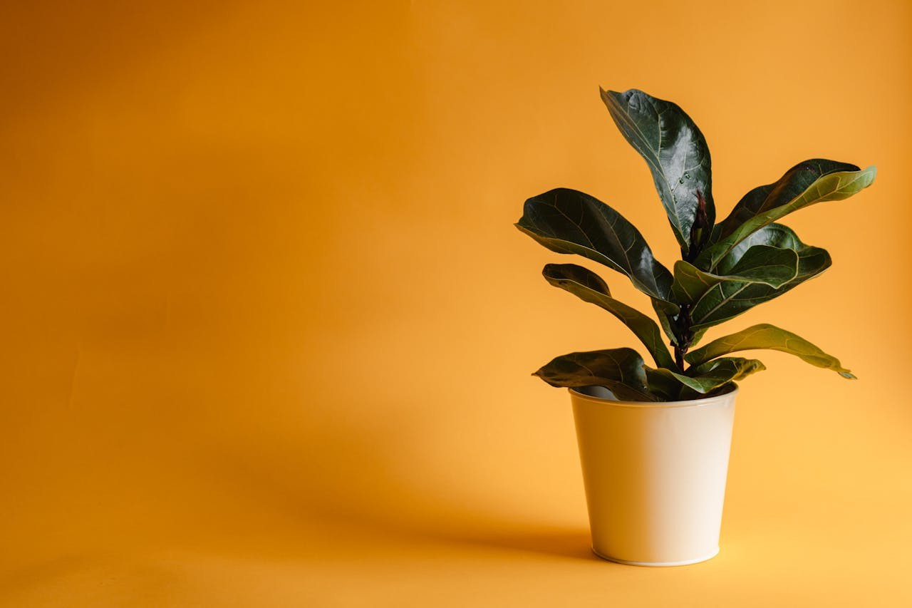 fiddle leaf fig