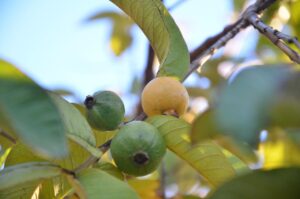guava plant