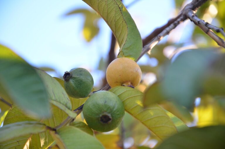 guava plant