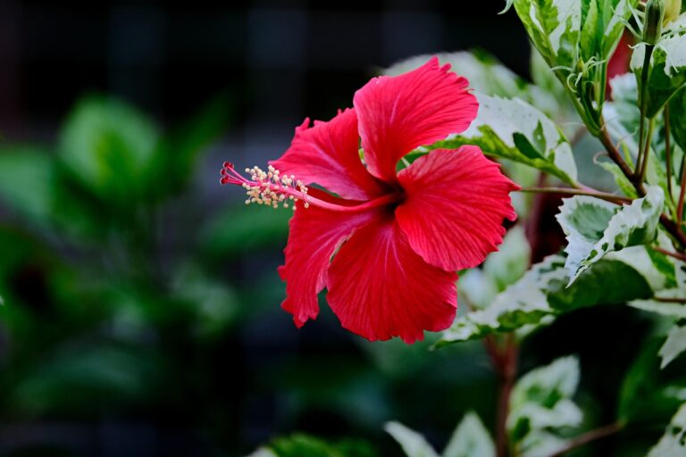 hibiscus plant