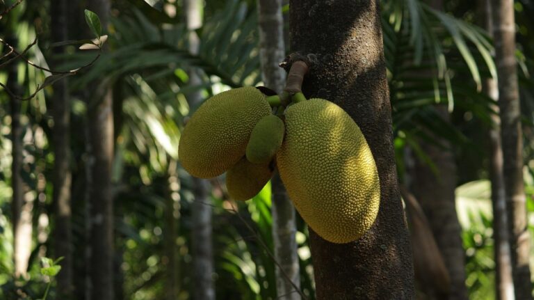 jackfruit plant
