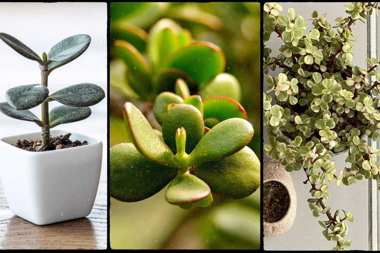 jade plant