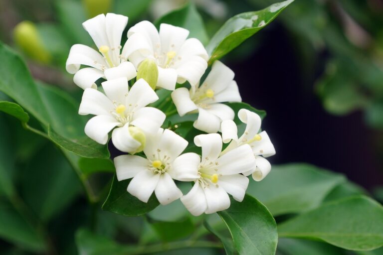 jasmine plant