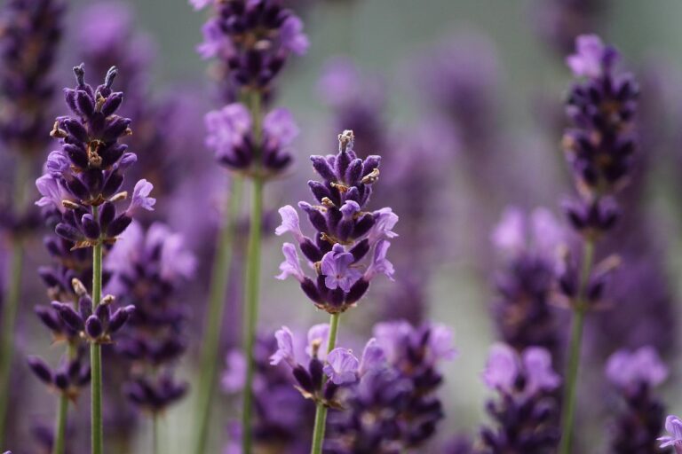 lavender plants