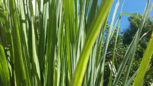 lemon grass