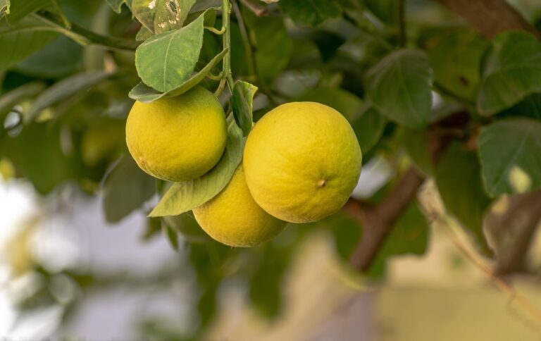 lemon plant