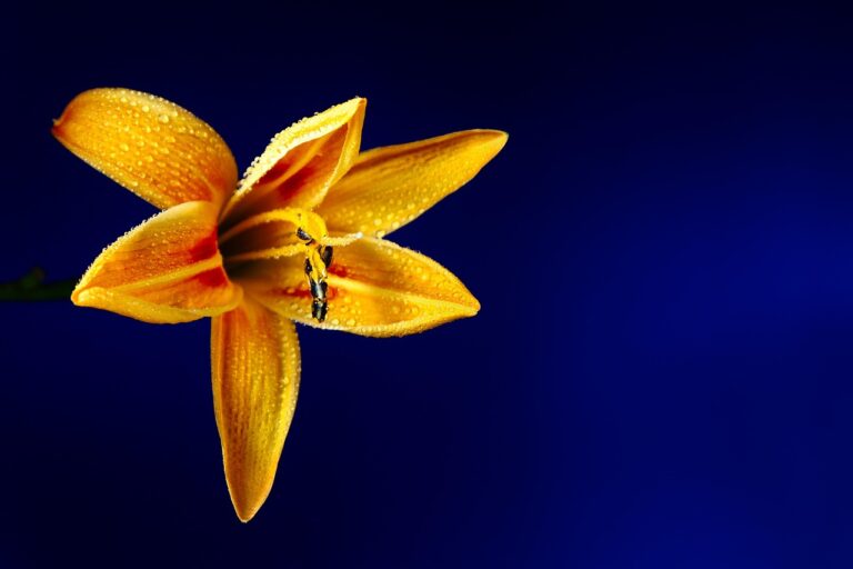 lily plant