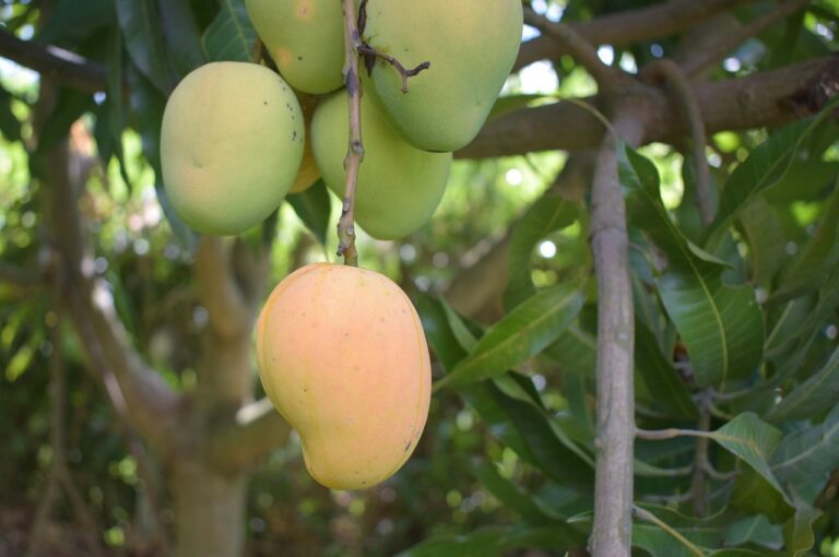 mango plant