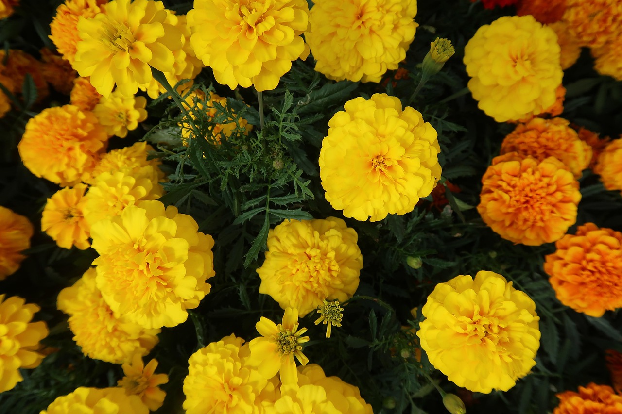 marigold