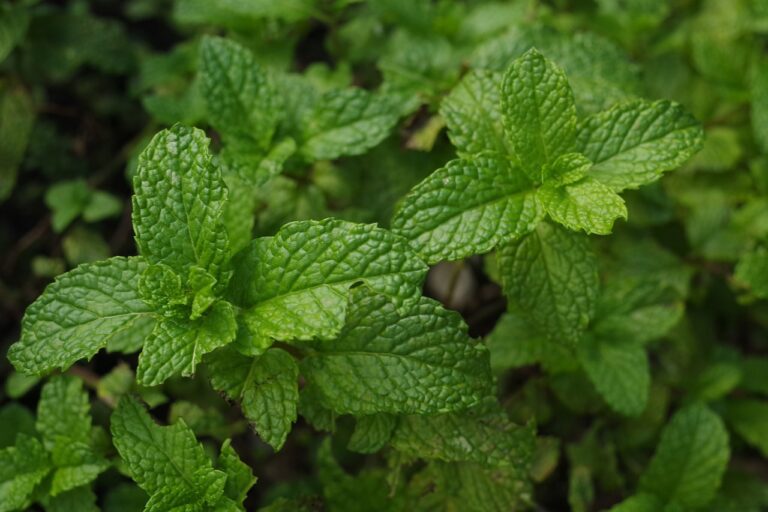 mint plant