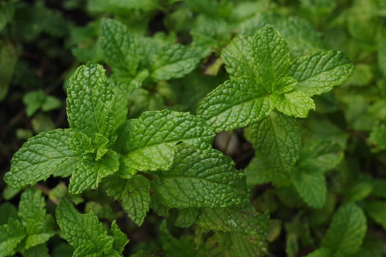 mint plant