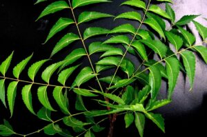neem