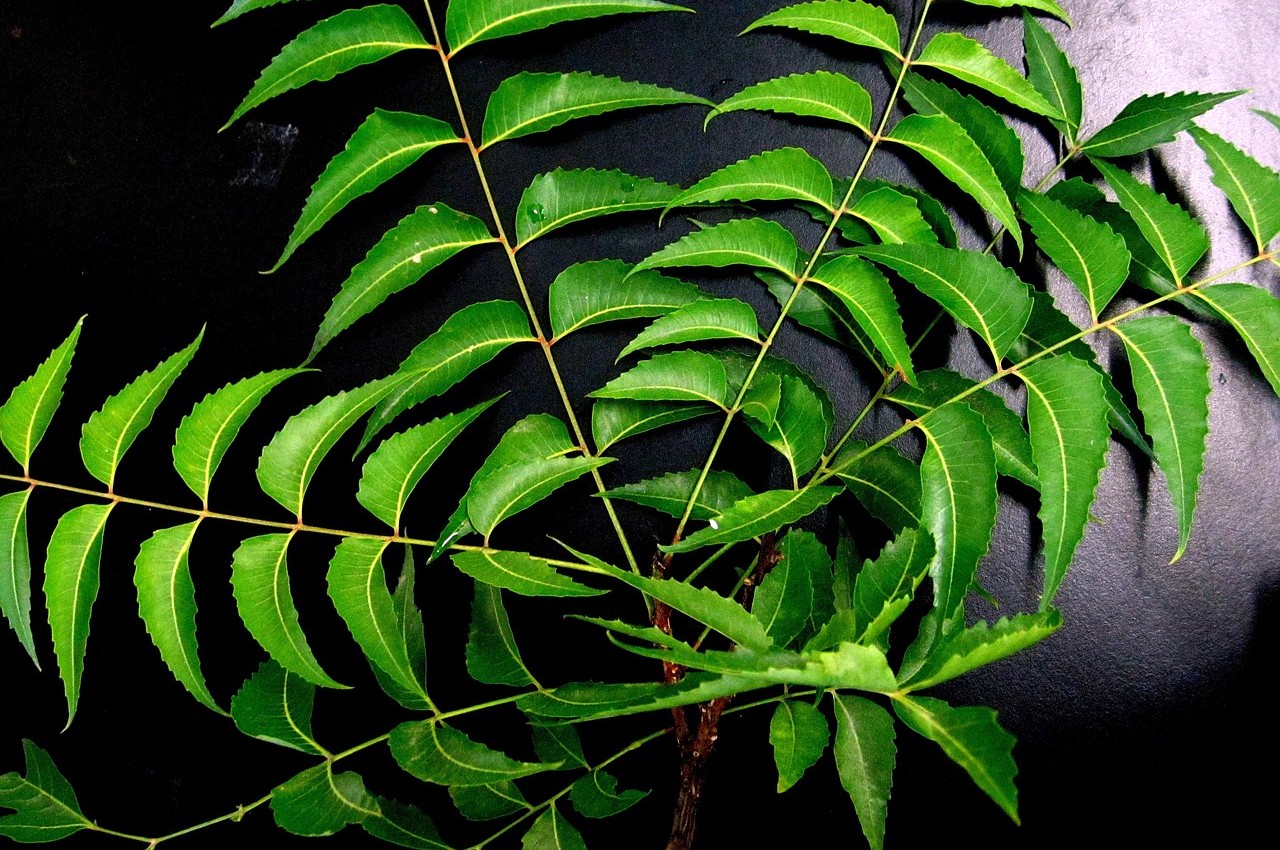 neem