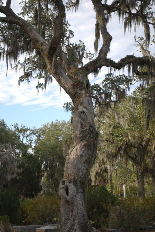 Oak tree