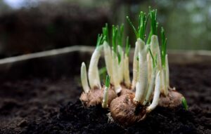 onion plant