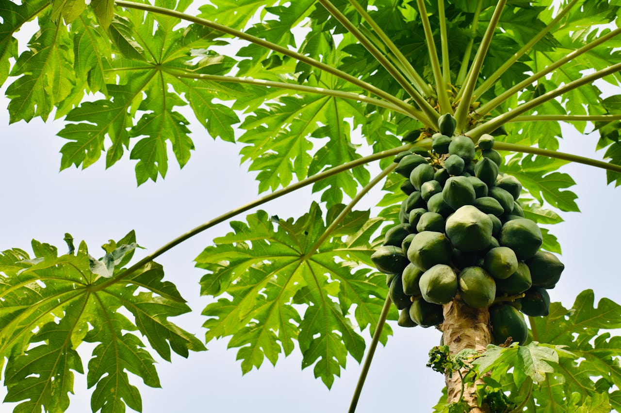 papaya plant