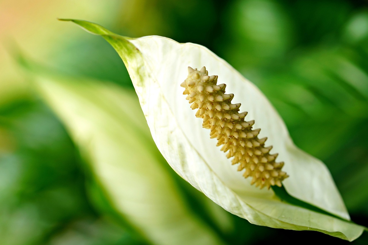 Peace Lily Plant