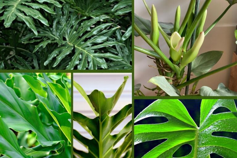 philodendron plant