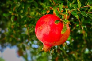 pomegranate plant with fruit
