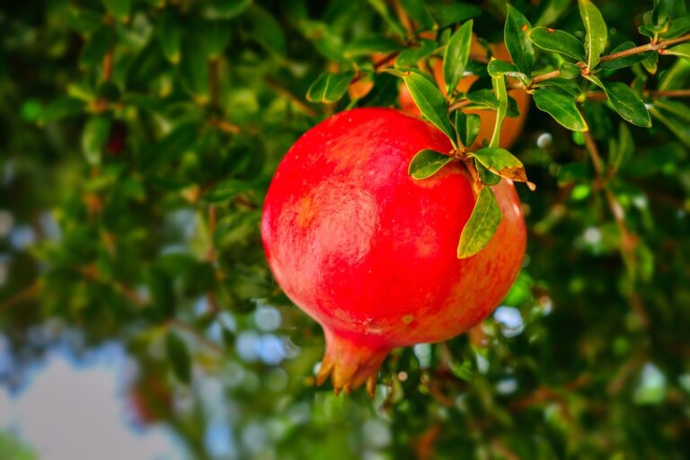 pomegranate plant with fruit