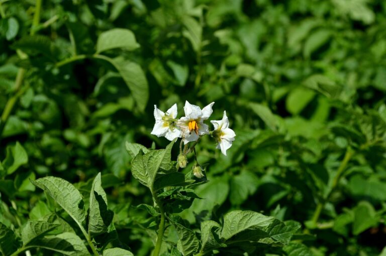 potato plant