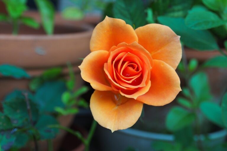 rose plant