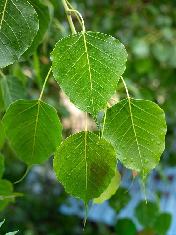 sacred fig tree leaves